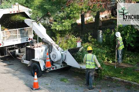 Lynchburg Tree Service Is Offering Tree Maintenance And Removal Services In Lynchburg, VA