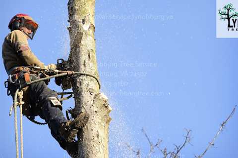 Lynchburg Tree Service Now Providing an Even Wider Variety of Professional Tree Care Tasks