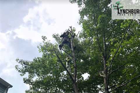 Lynchburg Tree Service Discusses the Types of Trimming and Pruning Services It Offers