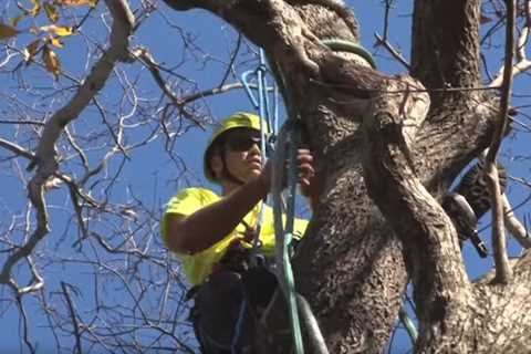 Genesis Tree Service Ashburn