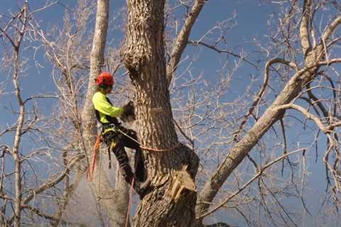 Genesis Tree Service Ashburn