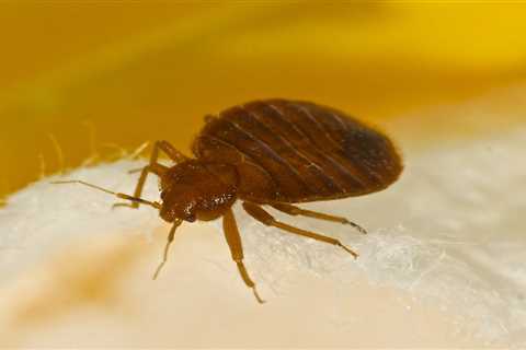 Cities With the Worst Bed Bug Infestations