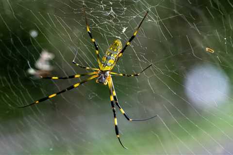 An Invasive Spider Species Is Spreading Across the US. Here's What To Know