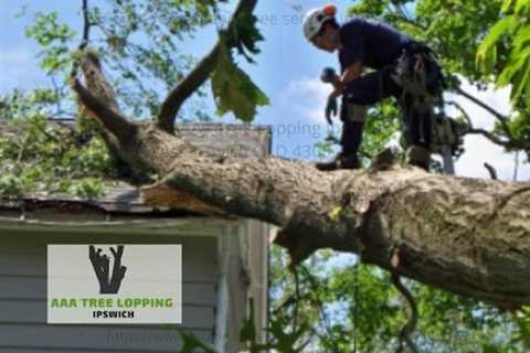 AAA - Tree Lopping Ipswich