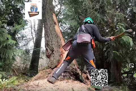 Genesis Tree Service Leesburg