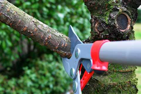 EPS Landscaping & Tree Service LLC Offers Pembroke Pines Tree Care