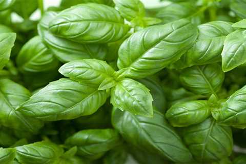 How To Grow Basil