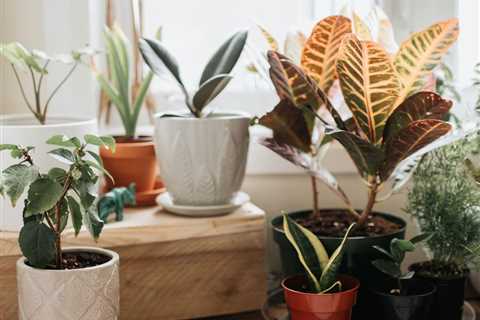 What You Need to Know Before You Buy Indoor Plants Online