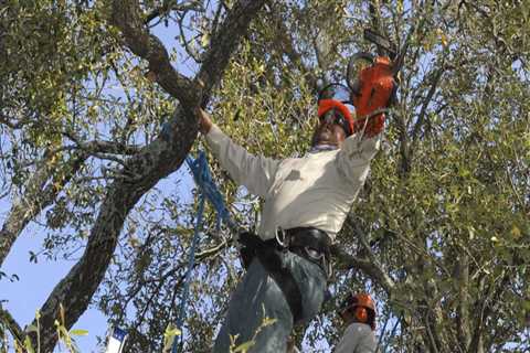 At what time of year is it better to prune a tree?