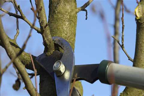 Why is it so expensive to prune trees?