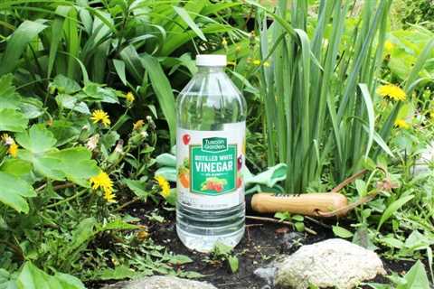 7 Ways To Use Vinegar In the Garden — or Not