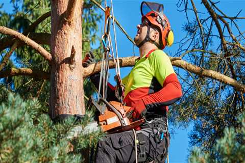 Is an arborist a good job?