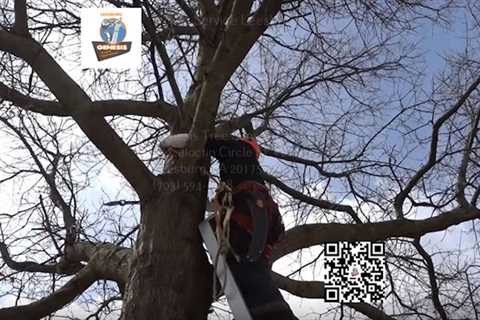 Genesis Tree Service Leesburg