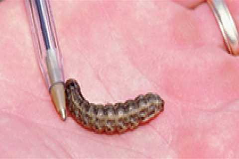 Does lawn insecticide kill worms?