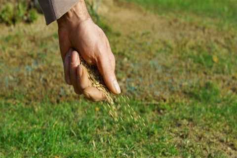 Can you just spread grass seed on lawn?