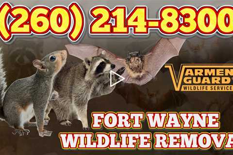 Wildlife Removal Fort Wayne - (260) 214-8300 - Varment Guard