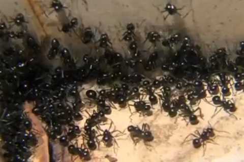 Ant Exterminator, Ant Control | Pennsville, NJ