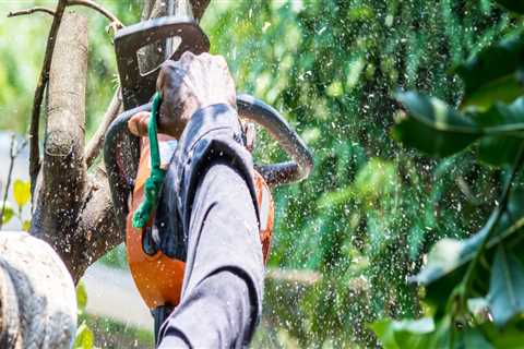 What questions should i ask a tree service?