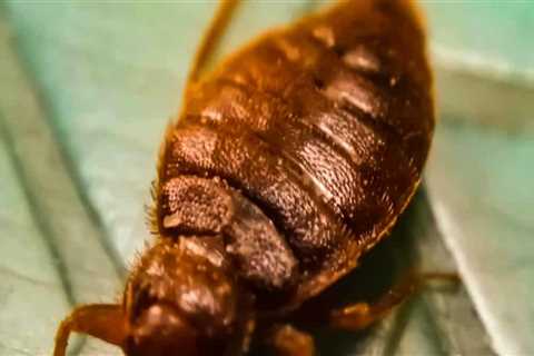 How do i permanently get rid of bed bugs at home?