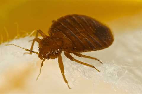 Dunedin BedBug Treatment - Bed bug Exterminators 24 Hr Residential