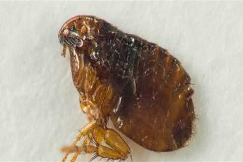 Will bed bug spray kill fleas?