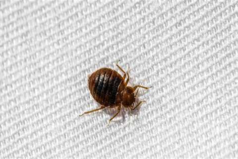 Are bed bug exterminators worth it?