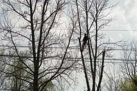 Tree Surgeon in Moorfields Commercial And Residential Tree Pruning And Removal Services