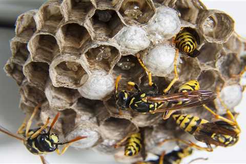 Eradicate Hornets And Save The Bees