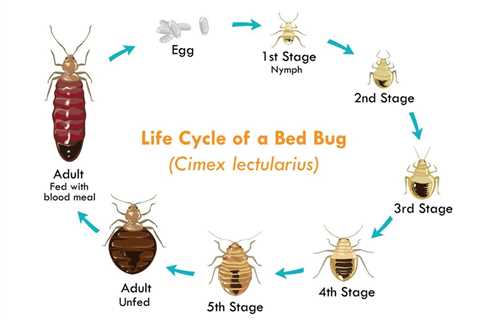 The Key to Bed Bug Removal