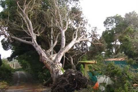 Tree Surgeons in Hopewell Hill Commercial & Residential Tree Removal Services