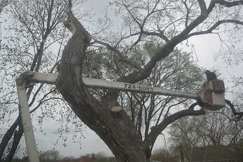 Chew Magna Tree Surgeons Commercial And Residential Tree Removal And Trimming Services