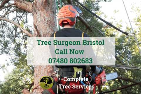 Tree Surgeons in Swineford Residential And Commercial Tree Removal Services