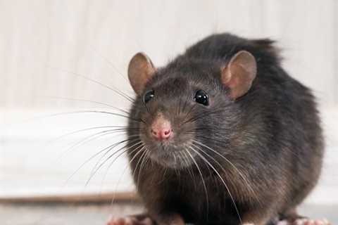 Using Trapping and Release for Rodent Control in Your Home