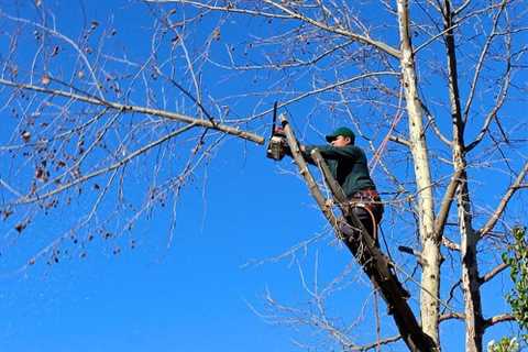 Timsbury Tree Surgeons Residential And Commercial Tree Contractor