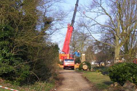 Tree Surgeon Shirenewton