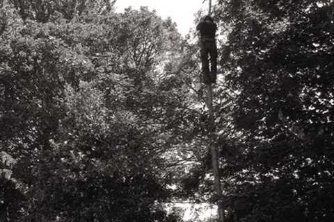 Tree Surgeon Beaufort