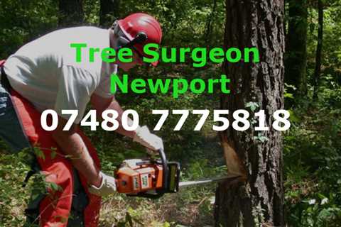 Tree Surgeon Rassau