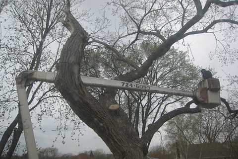 Tree Surgeon Mitchel Troy