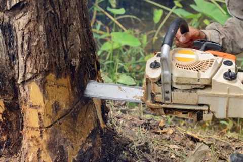 Monmouth Tree Surgeon – Commercial And Residential