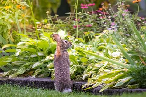 5 Ways To Keep Rabbits Out of Your Yard