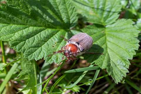 Do June Bugs Bite?