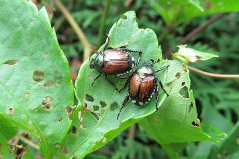 Homeowner's Guide To Japanese Beetles