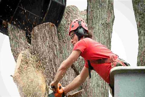 Are tree services?