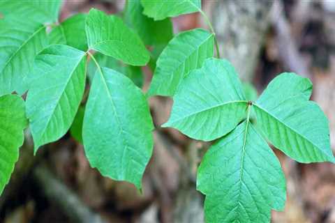 What poison ivy looks like?