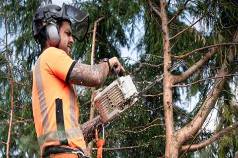 What is an arboriculturist?