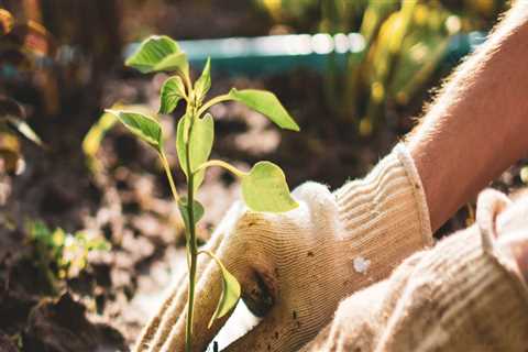 What skills do you need to be a horticulturist?