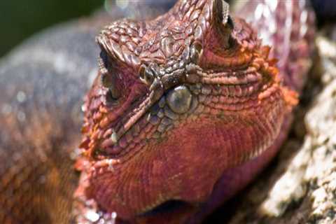 Which pest control is best for lizards?