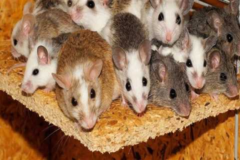 What is the best way to stop rodent infestation and how would you do it?