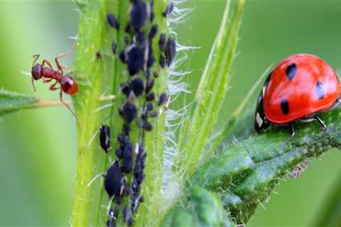 What are the 3 ways you can control pest without harming the environment?