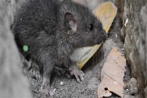 How do you know if you have a rodent infestation?